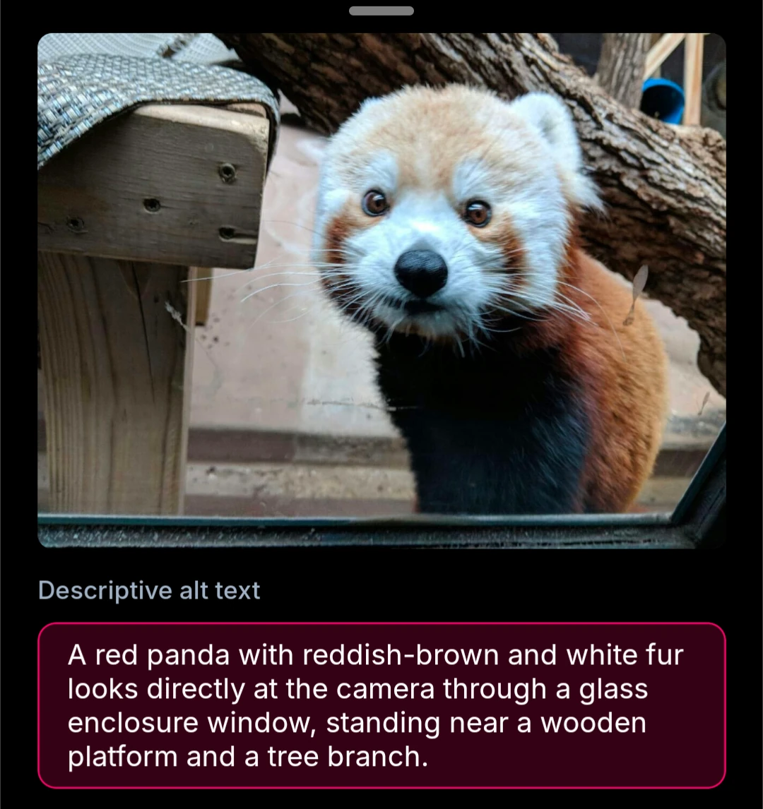 A red panda with reddish-brown and white fur looks directly at the camera through a glass enclosure window, standing neara wooden platform and a tree branch.